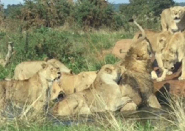 Λέαινες ορμάνε να σκοτώσουν γέρικο αρσενικό λιοντάρι (βίντεο)